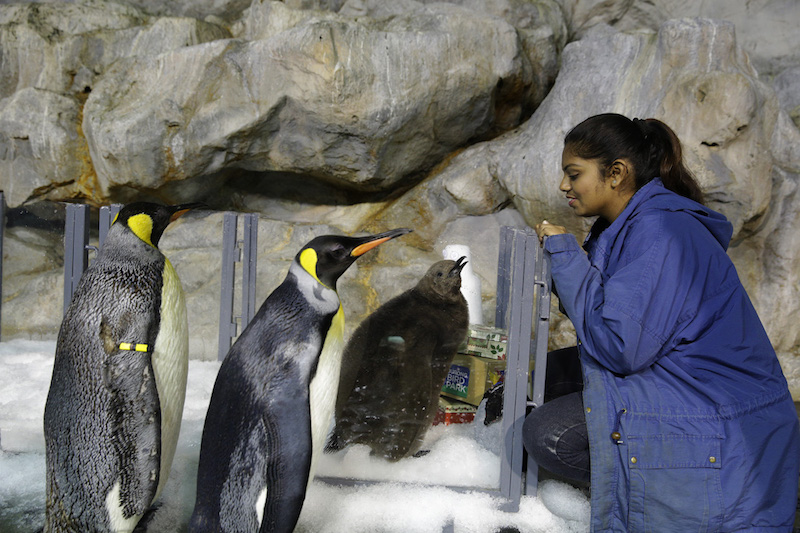 One of two-month-old Maru’s human carers, junior avian keeper Benazir Begum, looks on lovingly with a pair of adult King Penguins. Photo: Wildlife Reserves Singapore