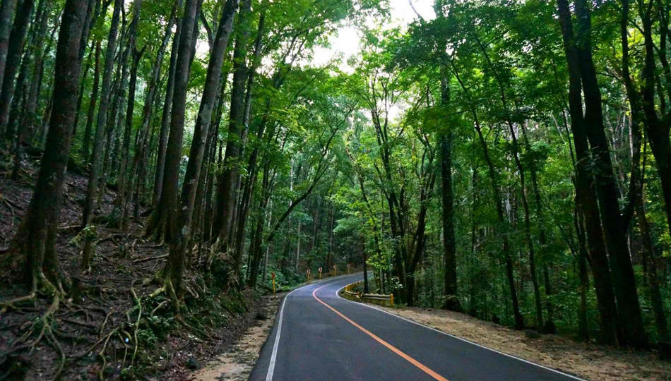File photo of Philippine forest by ABS-CBN News
