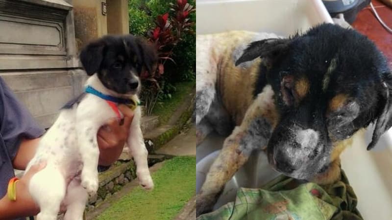 Pino the pup, before and after he was allegedly burned by a very cruel neighbor. Photo: I Made Putra Wahyuda via Kumparan