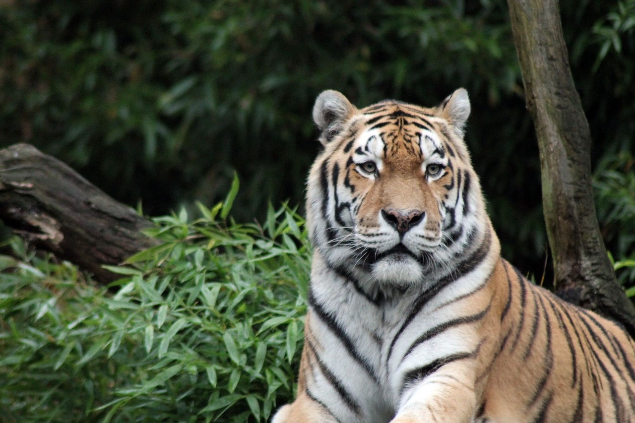 Sumatran Tiger. Photo: Pixabay