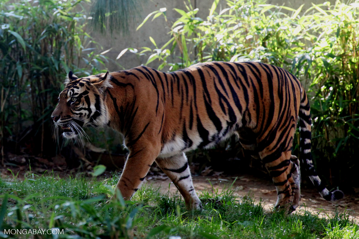 A Sumatran tiger (Panthera tigris sumatrae), one of the Leuser’s iconic species. Photo by Rhett A. Butler/Mongabay.