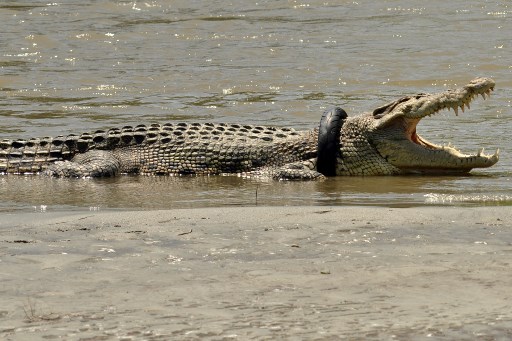 This picture taken on November 4, 2016 shows a saltwater crocodile with a tyre around its neck in the Palu river in Palu, Central Sulawesi. 
Indonesian conservation officials are racing against time to locate and rescue a saltwater crocodile that has had a tire wrapped around its for more than a year on the island of Sulawesi. / AFP PHOTO / ARFA