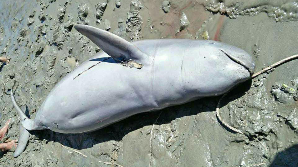 An Irrawaddy dolphin  carcass that washed up this week. Photo: MOI