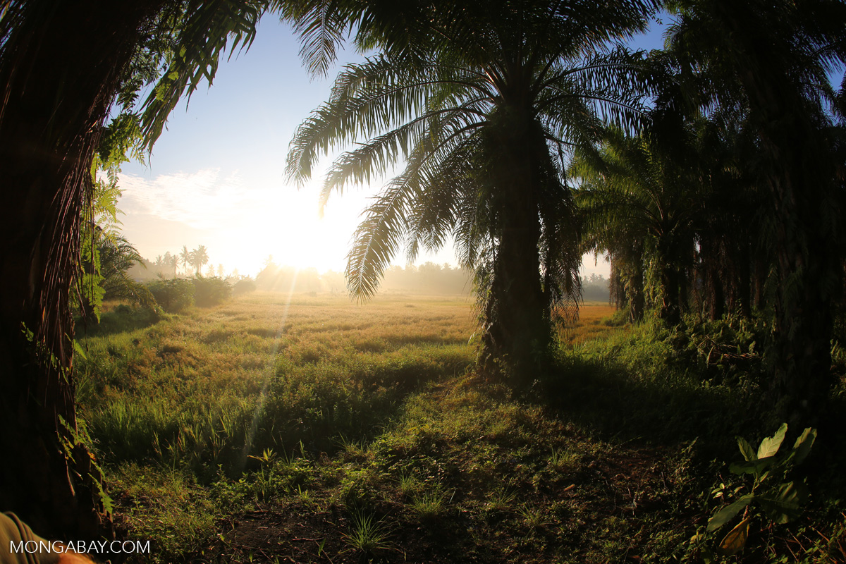 The sun rises behind an oil palm plantation in Indonesia’s North Sumatra province. Photo by Rhett A. Butler/Mongabay.