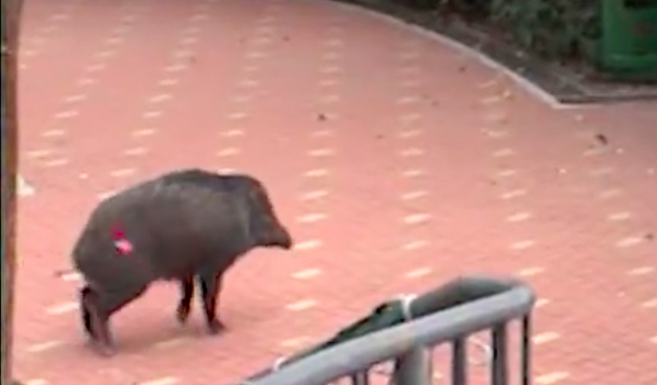 Police Subdue Wild Boar Found In Tsuen Wan Playground