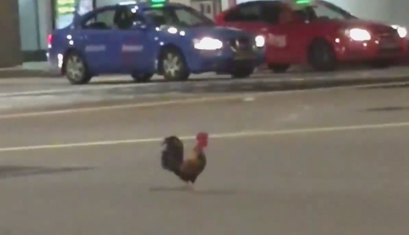 A noble, unrelated bird — crossing the road probably because some foo’ trying to choke him