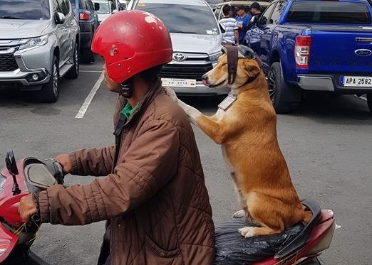 Viral video: An adorable dog with helmet gets on motorcycle at Manila