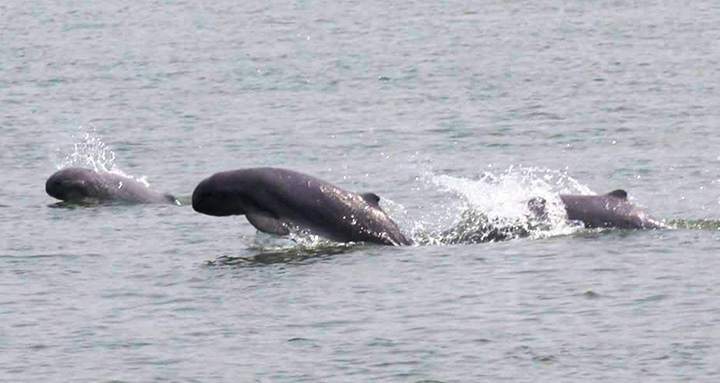 Three baby Irrawaddy dolphins in the Ayeyawady Rriver. Photo: WCS