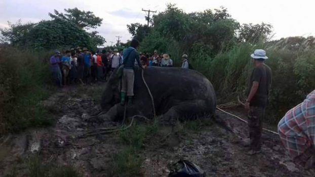Forestry officials tranquilize a stray elephant wandering near a village in Yangon Region in a separate incident on Oct. 22, 2016. Photo: DVB
