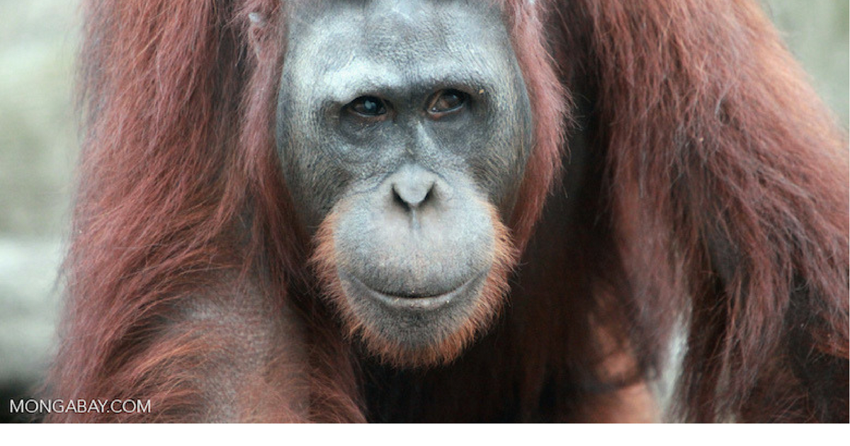 A Bornean orangutan. Photo by Rhett A. Butler / Mongabay