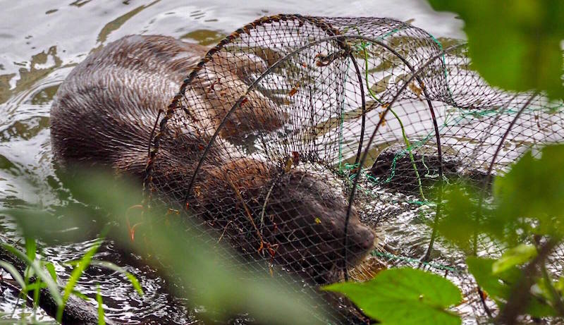 Otter found ensnared in fish net trap along the water's edge near Singapore  Indoor Stadium | Coconuts