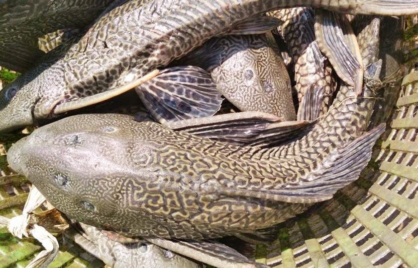 Suckermouth catfish removed from farms in Twantay. Photo: BANCA