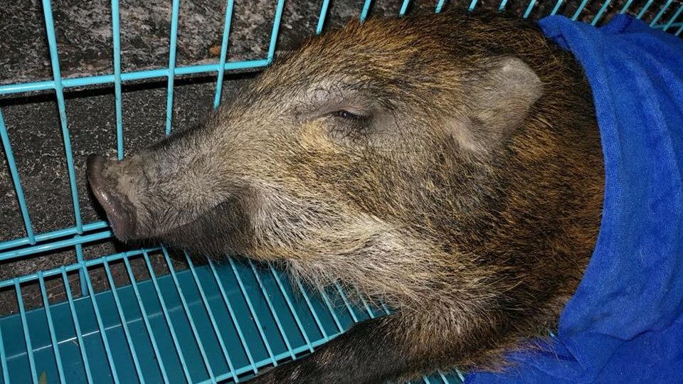 Five wild boar piglets were hit by a vehicle while crossing a road in Lantau Island, only one survived. Photo via Facebook.