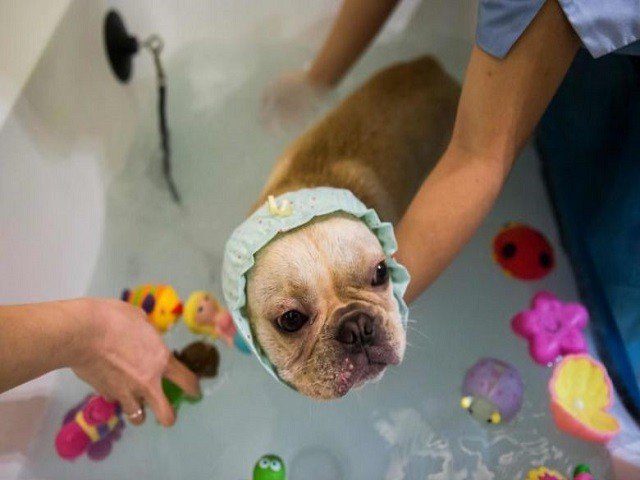 A French Bulldog named Bao gets some pampering in Hong Kong. PHOTO: AFP