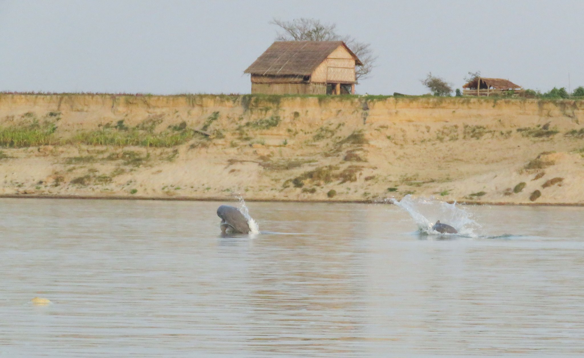 Irrawaddy dolphins observed by a survey team on the Ayeyawady River. Photo: WCS