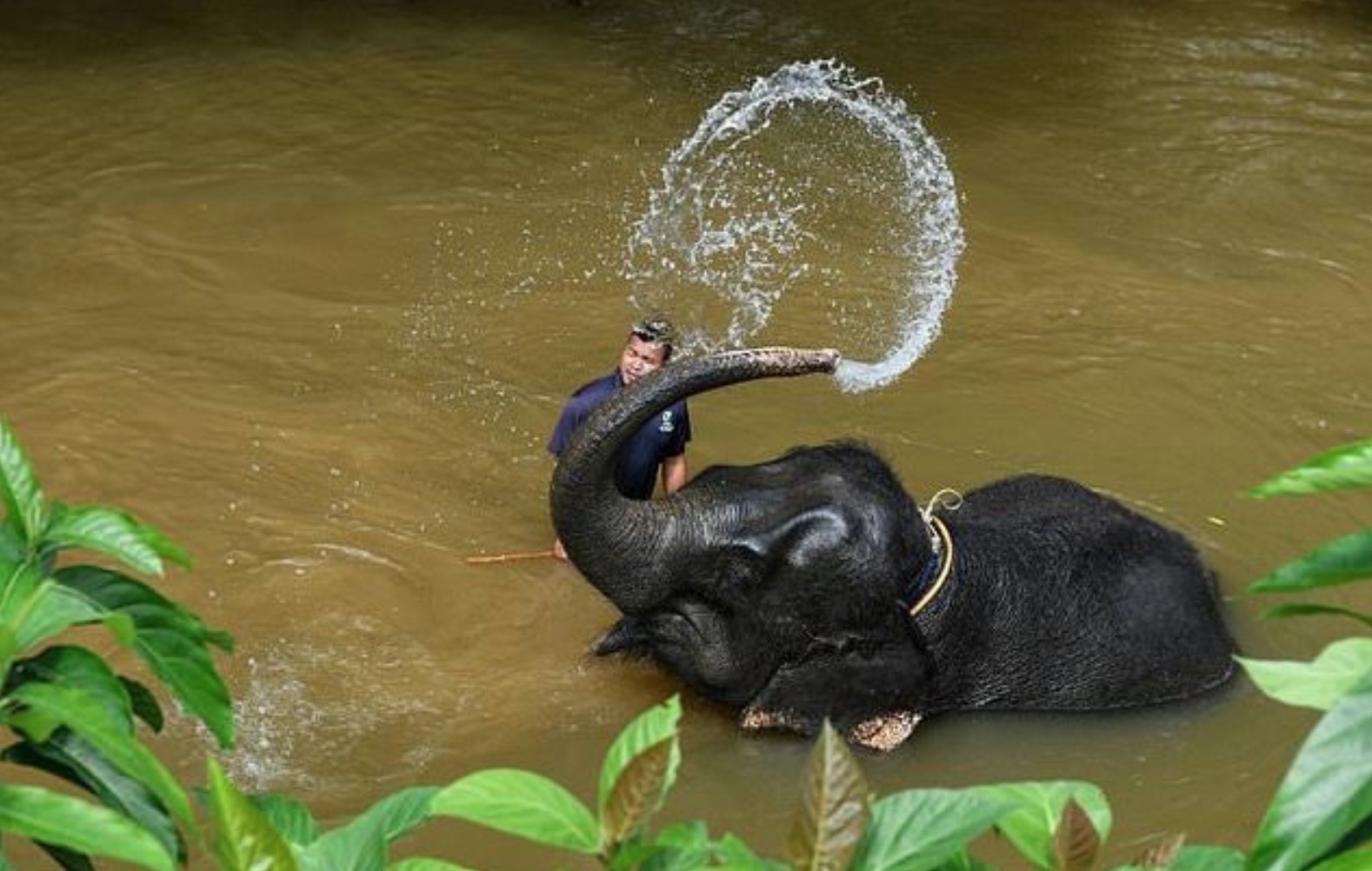 This picture taken on January 16, 2018 shows Malaysian mahout Hishamuddin bathing rescued elephant Timor in a river at the Kuala Gandah Elephant Conservation Centre in Kuala Gandah, about 100 kms (60 miles) outside Kuala Lumpur. The sanctuary in Kuala Gandah, central Malaysia, is an area of secluded rainforest where “mahouts” — as the keepers are known — care for a 26-strong group of endangered Asian elephants.
Manan VATSYAYANA / AFP