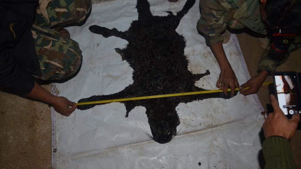 A carcass of a black panther was discovered at Premchai Karnasuta’s camp at Thungyai Naresuan national park on Feb. 4, 2018. Photo: Department of National Parks, Wildlife, Plant Conservation