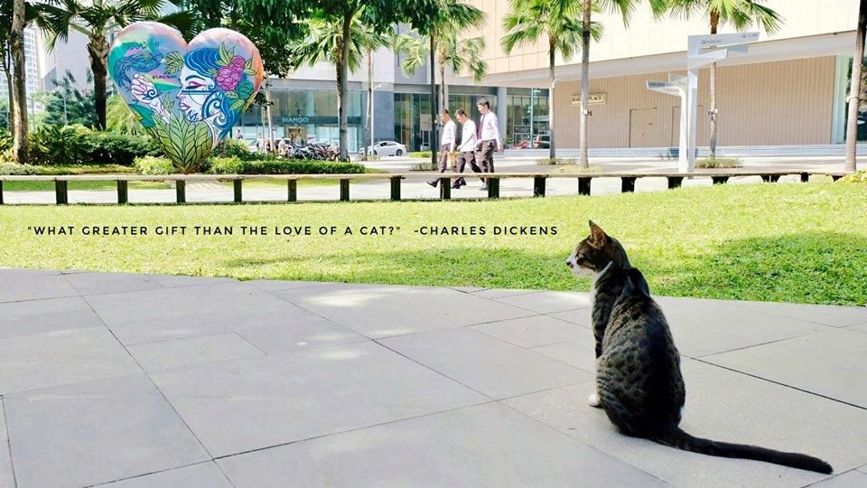 Photo from Cats of BGC Facebook page. 