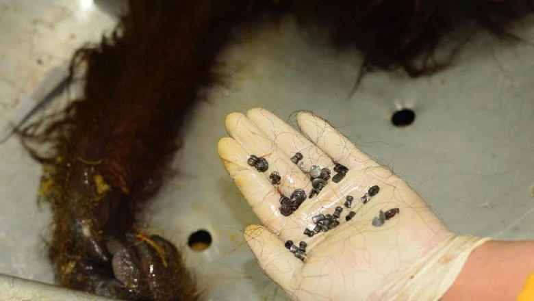 Airgun pellets taken out of the orangutan’s body. Photo: Center for Orangutan Protection