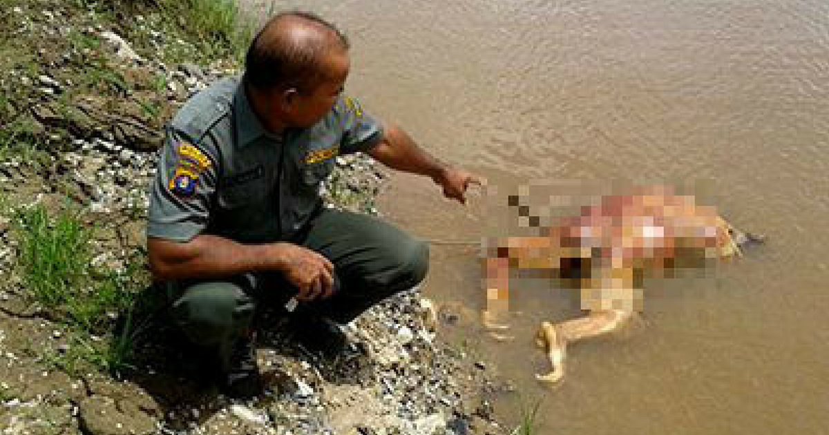 The headless body of a male Bornean orangutan was found floating in a river in Central Kalimantanon Mon, Jan 15, 2017. Photo courtesy of Central Kalimantan Conservation Agency.