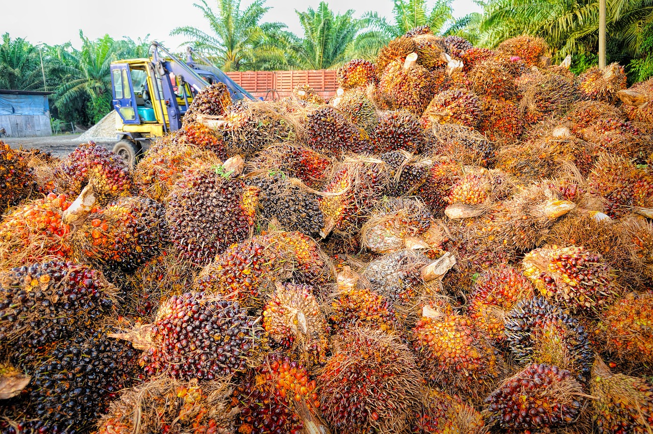 Palm fruits. PHOTO: Pixabay