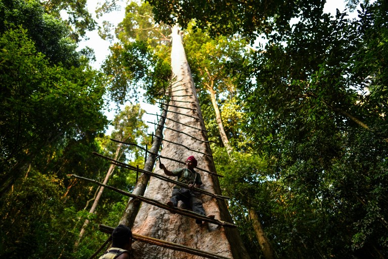 This photograph taken on February 11, 2018 shows traditional Malaysian honey hunter Zaini Abdul Hamid fixing a ladder for harvesting bee-nests atop a giant Tualang tree in the greater Ulu Muda forests in Sik, northeast of the Malaysian state of Kedah.
On a moonless night deep in the Malaysian rainforest, two men perch precariously on high branches use a smoking torch to draw thousands of bees from a treetop hive, braving the angry swarm to collect their prized honey. / AFP PHOTO / Manan VATSYAYANA / TO GO WITH STORY: Malaysia-environment-bees, FEATURE by Patrick LEE