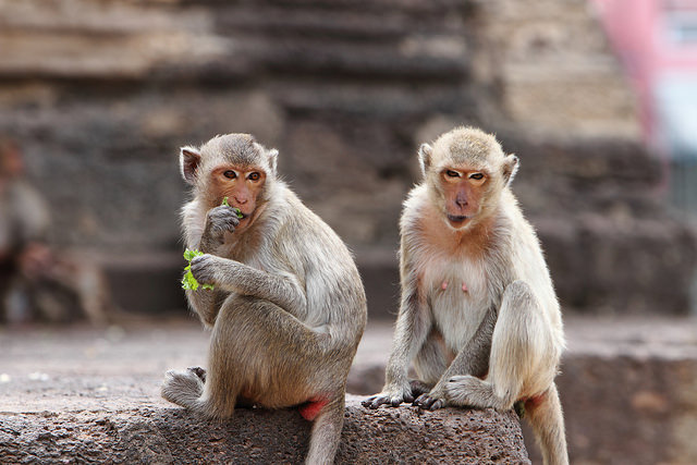 Monkey Meals: Macaques in Thailand now use tools to crack nuts, shuck  oysters | Coconuts Bangkok
