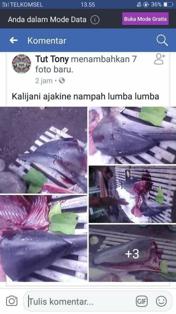 Dolphin killed in Karangasem