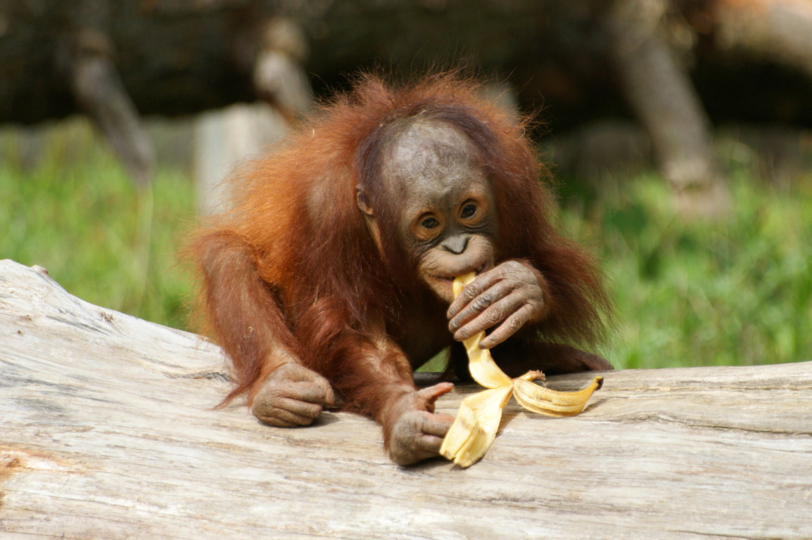 An infant Sumatran Orangutan in Gunung Leusur National Park, Indonesia. PHOTO: Wikimedia Commons