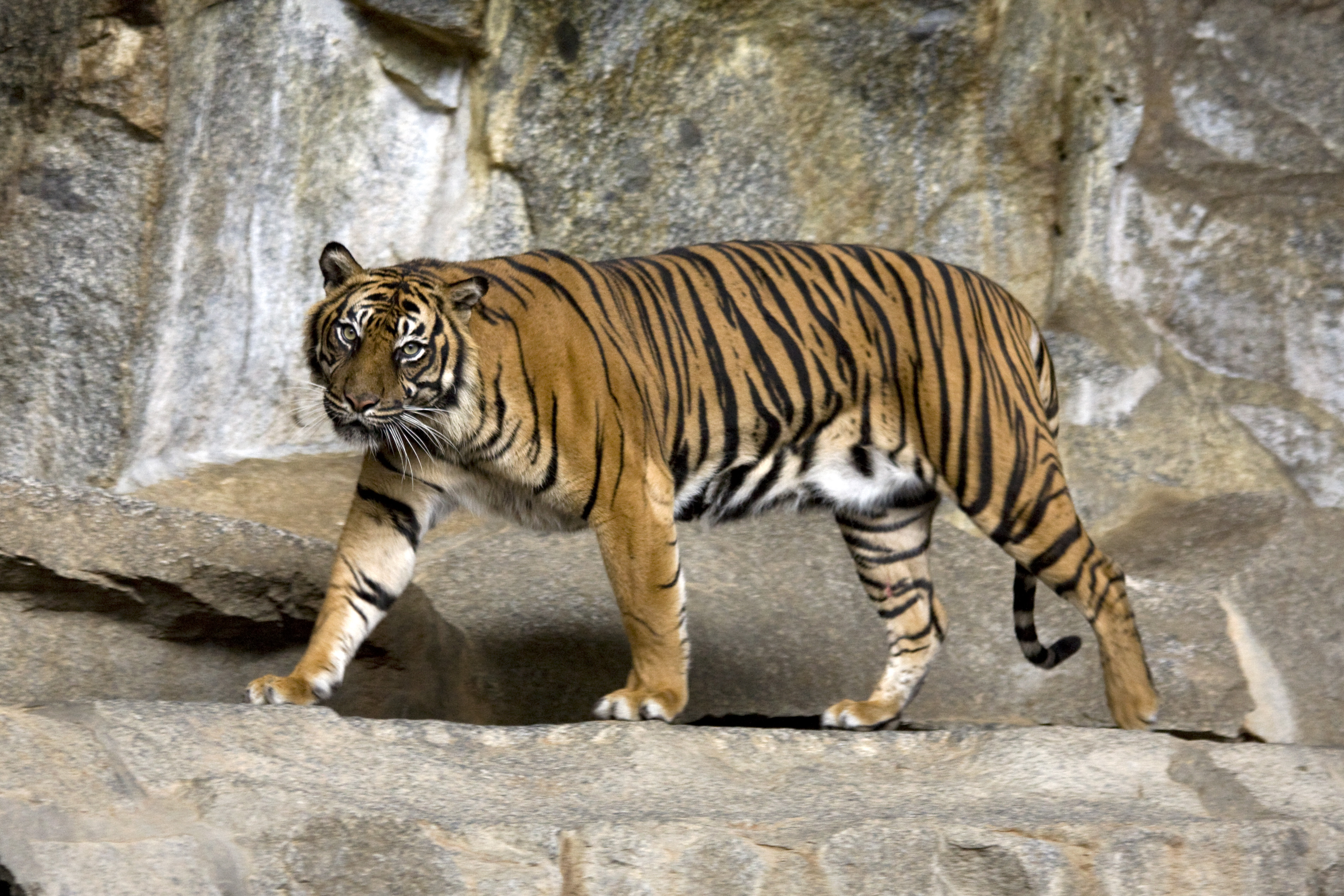 Sumatran Tiger. PHOTO: WikiCommons