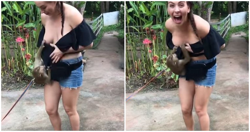 Sneaky Second-Base Simian: Naughty Chiang Mai monkey pulls down tourist’s t...