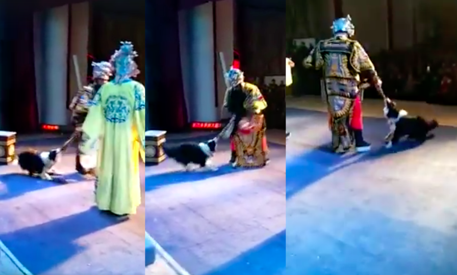 “Play with me!” Playful pooch steals the limelight during Chinese opera performance.