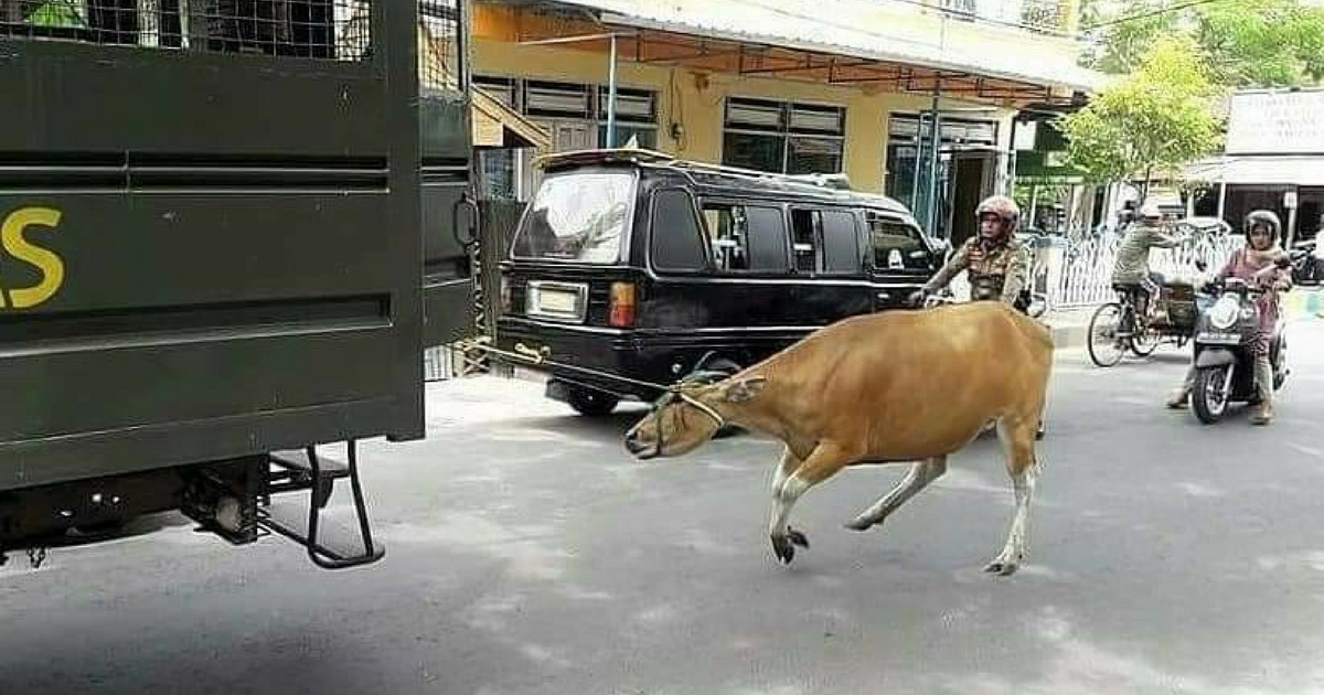 Photo allegedly showing a cow being dragged by a Satpol PP truck in Bulukumba, South Sulawesi. Photo: Instagram.com/agoez_bandz