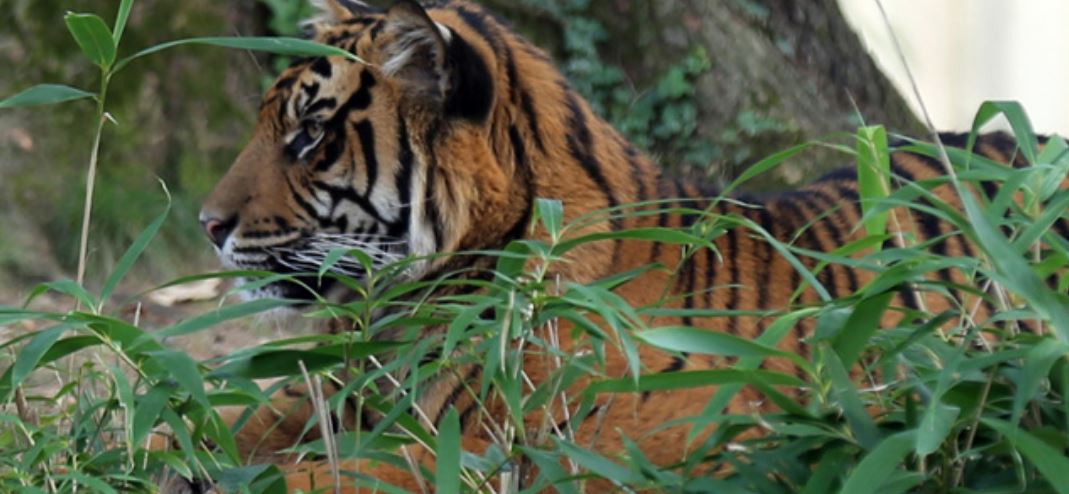 A Sumatran tiger. Photo by Rhett A. Butler/Mongabay.