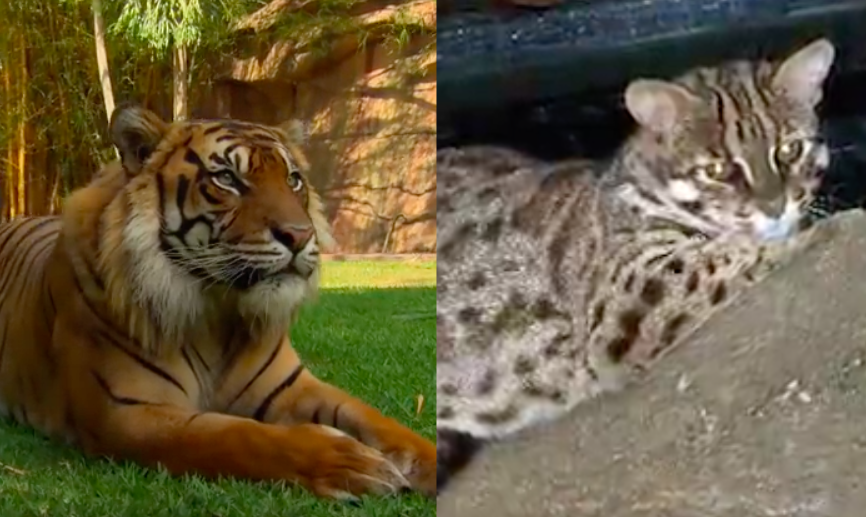 Spot the difference: Tiger (left), leopard cat (right).