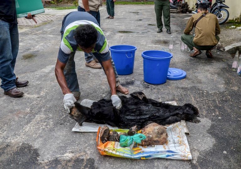 A suspect shows the remains of a sun bear in the village of Kerta Tunas Jaya in Riau province on April 3, 2018 after being caught by authorities.
A group of Indonesians has been arrested after a video emerged of them skinning and cooking four sun bears that they had slaughtered, police said on April 3. / AFP PHOTO / WAHYUDI