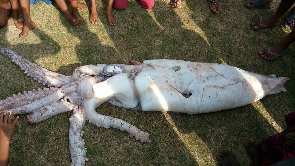 Giant squid caught in Tawi-tawi, Philippines. PHOTO: Facebook/Kevin Guevara