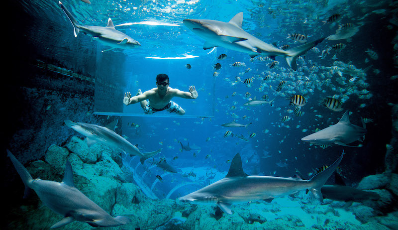 S.E.A. Aquarium’s Shark Encounter. Photo: Resorts World Sentosa