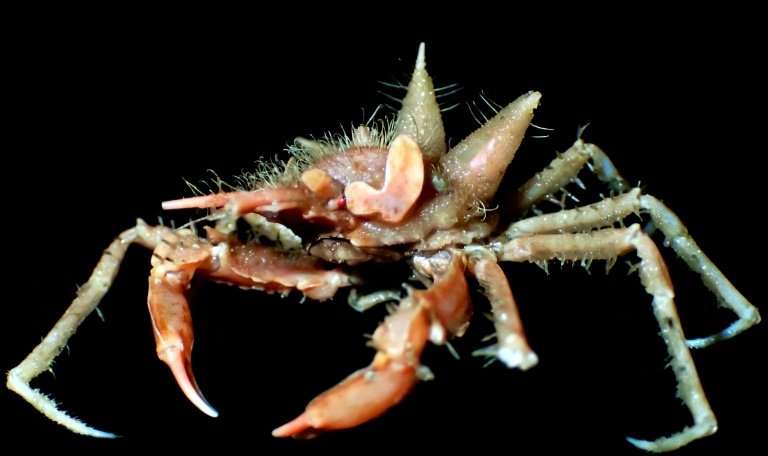 This crab with fuzzy spines was just discovered during an Indonesian exploration. PHOTO: AFP via Phys.org