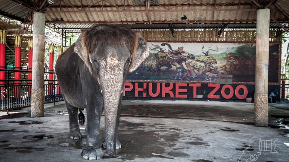 Following viral cruelty photos, Phuket Zoo under fire for animal conditions  | Coconuts