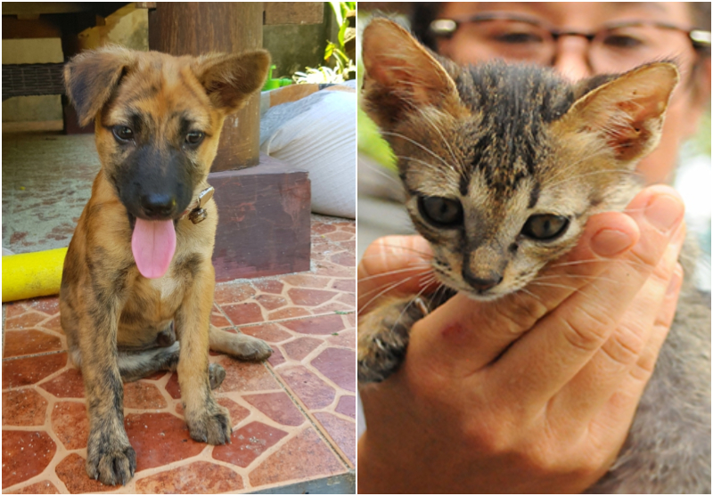 adopt bali pictures