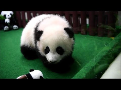 Panda makes first appearance at Malaysia Zoo. Screengrab from YouTube