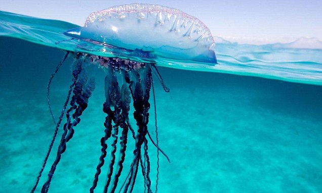 Pic representational, but avoid this guy — a Portuguese man o’ war — at all costs 