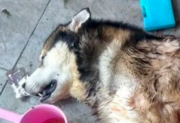 Benjol, an Alaskan malamute, stabbed in the heart by his owner’s ex-boyfriend. Photo: Instagram/@gardasatwaindonesia