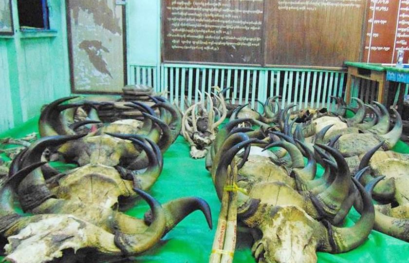 Animal products seized during the raids on June 9, 2018. Photo: Myanmar Police Force