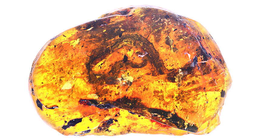 A walnut-sized nugget of amber contains the first known example of a fossilized baby snake. Photo: Ming Bai / Chinese Academy of Sciences
