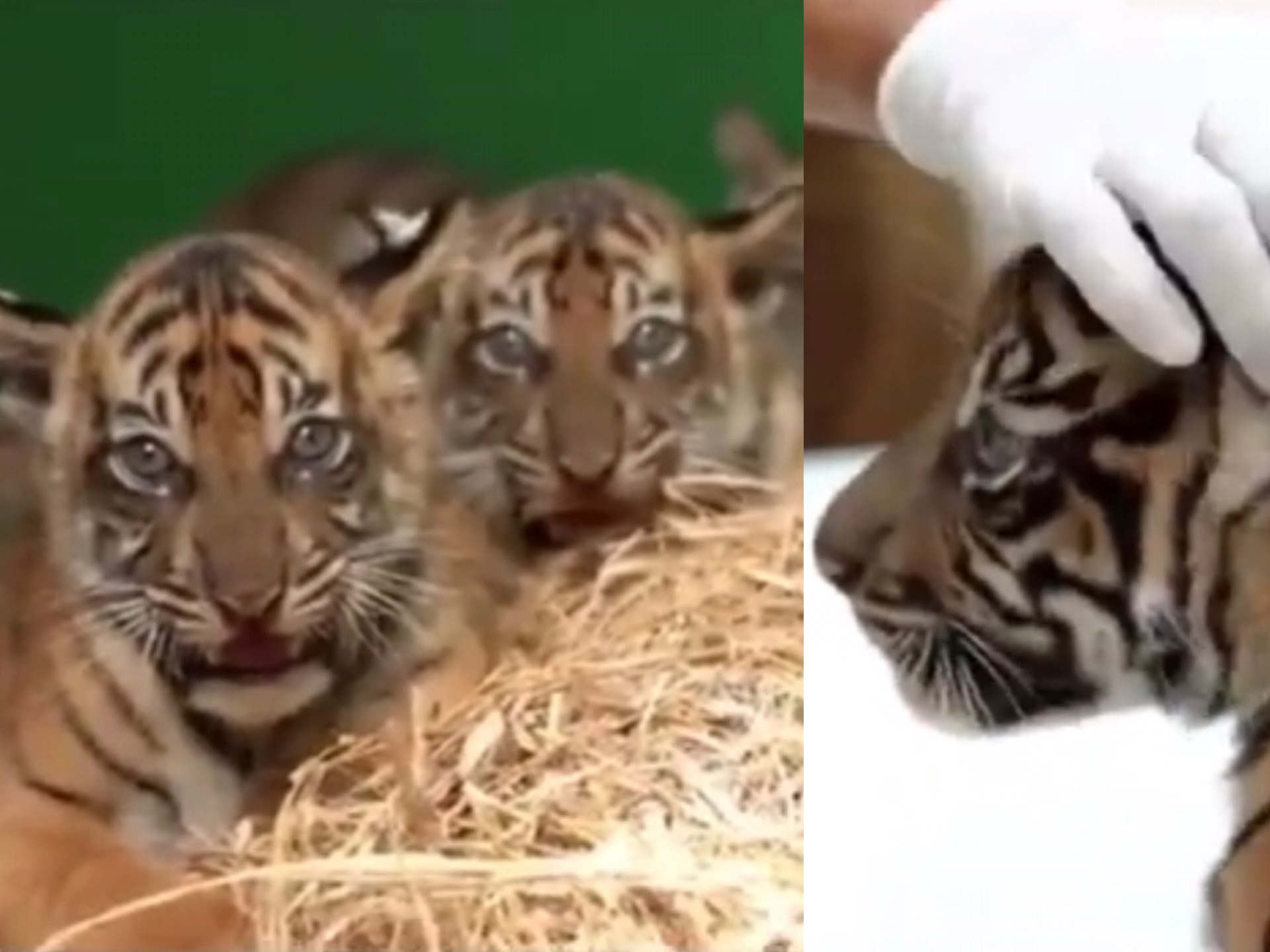 Baby Sumatran tigers at Bali Zoo: The triplet cubs were born on Tuesday afternoon. Photos: Bali Zoo/Instagram
