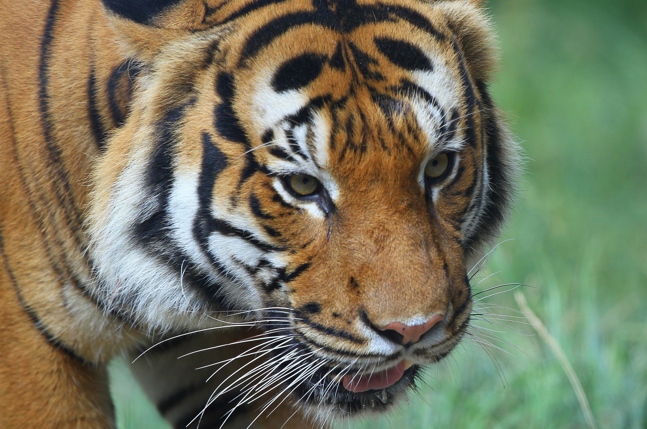 Malayan Tiger. PHOTO: Greg Hume / Wikimedia Commons