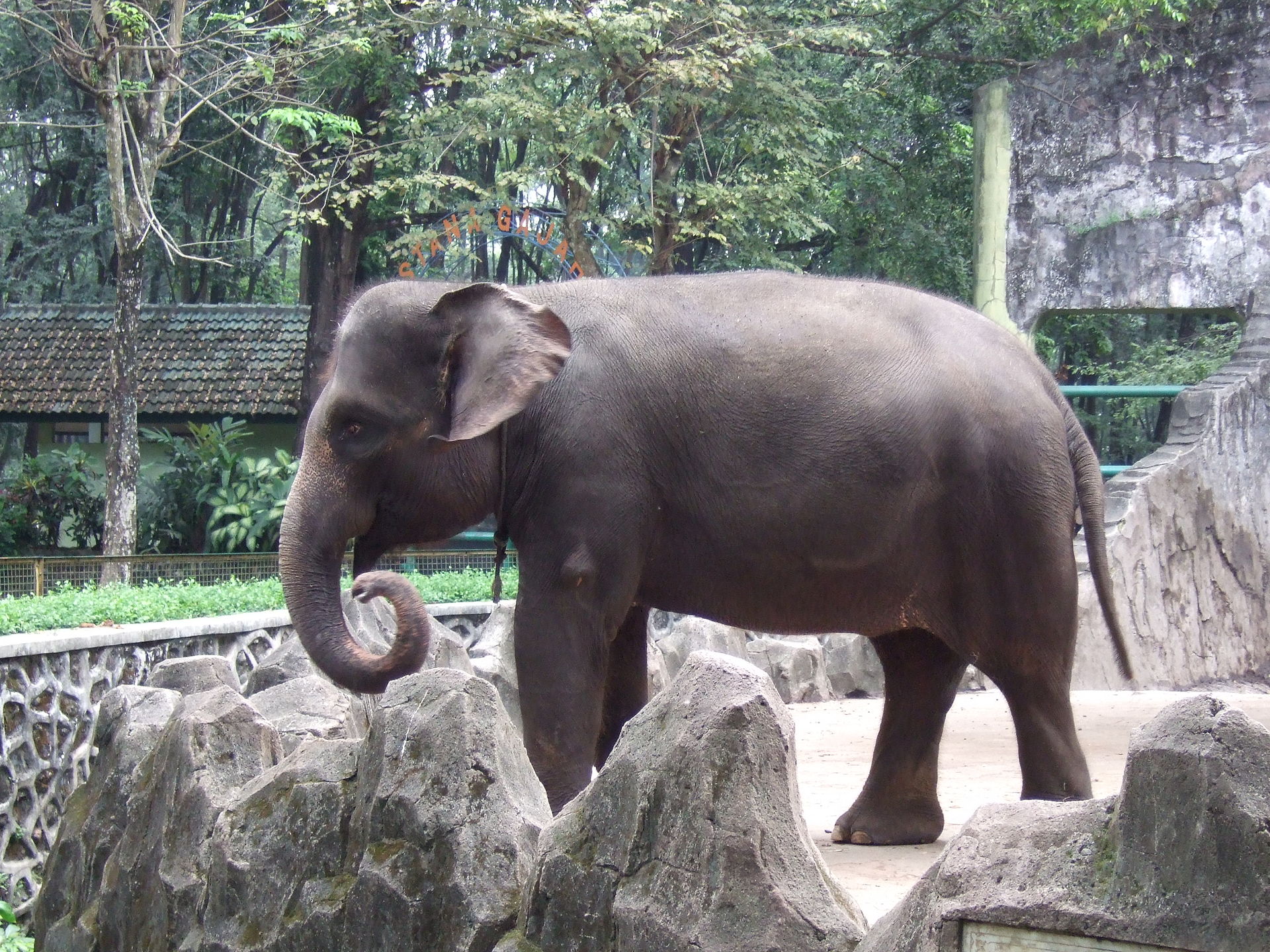 Sumatran Elephant (Elephas maximus sumatranus) in Ragunan Zoo, Jakarta, Indonesia. PHOTO: Wikimedia Commons