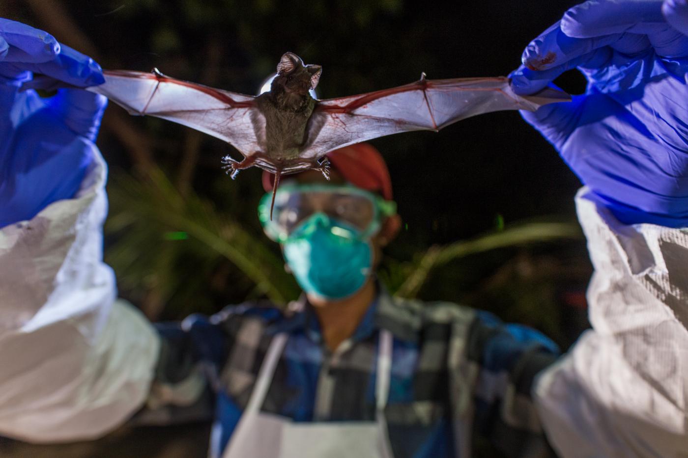 A scientist with the Global Health Program holds a wrinkle-lipped bat in Myanmar.